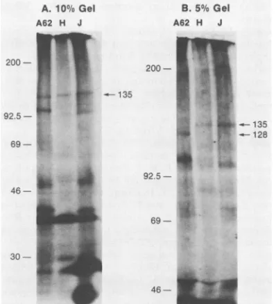 FIG. 5.indicate Locations of RNA polymerase subunit genes. Letters the HindIII fragments.