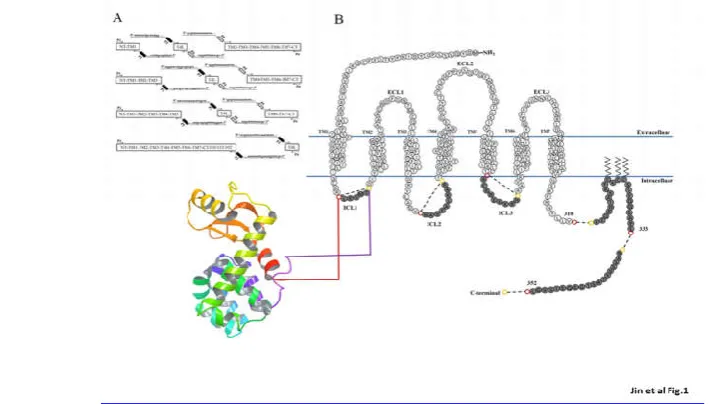 Fig. 1 Overview of the construction ofT4L-fused CCR5 variants. (A) Primer design for the T4L-CCR5 variants