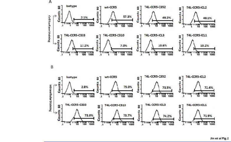Fig. 2 T4L-CCR5 variants are expressed on the HEK-293 cell surface. Immunofluorescent staining of cellsurface CCR5 (A), and a test for intracellular CCR5 after fixing and permeabilizing the cells using a Cytofix/Cytoperm kit T4L-CCR5-C310, T4L-CCR5-C333, a