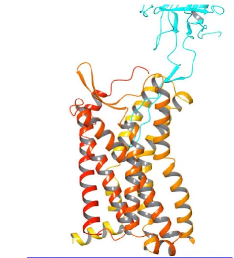 Fig. 6 A structural model of the CCR5-gp120 complex. This complex  model was generated based on the crystal structures of CCR5 (PDB ID: 4MBS) and gp120 (PDB ID:3ODU) using the Maestro 9.3 suite from Schrödinger®