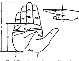 Fig. 4. The schematic diagram of hand sizes.  