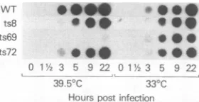FIG.1.thedisruptedloadedautoradiogramthemutant-virusts mutants Dot-blot analysis of virus-specific DNA accumulation in and wild-type-infected cells