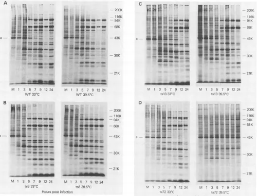 TABLE 1. Enzyme activities in permeabilized mutant and wild-type virions