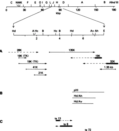 FIG. 4.assayedincubatedtriphosphatesconcentrations Thermal inactivation of mutant and wild-type RNA polymerase activities