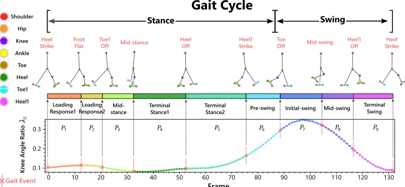 Fig. 1: A complete typical gait cycle, from a right foot heel strike until the next right foot heel strike