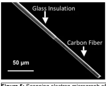 Figure  5:  Scanning  electron  micrograph  of  a  cylinder  carbon  fiber  microelectrode  insulated  in  glass  capillary  that  has  been  heat-­pulled  to  form  a  tapered  seal