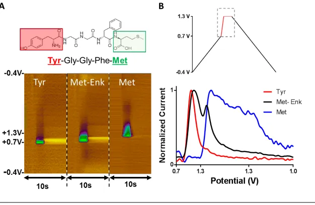 Figure  8:  A)  Representative  colour  plots  for  2  μM  Tyrosine  (left),  2  μM  Met-­Enk  (middle),  and  40  μM  Methionine  (right)