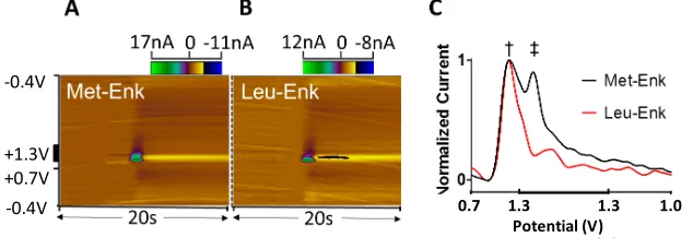 Figure   9:   Colour   Plot   of   A)   Met-­Enk   and   B)   Leu-­Enk.   C)   Current   plotted  versus   point   number   in   the   applied   waveform