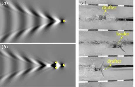 Figure 1. (ata) The wave pattern generated by a single source point submerged H ¼ 0:3U2=g; (b) destructive wave pattern generated by three sourcepoints submerged at H ¼ 0:3U2=g in a V-shape configuration; (c) the for-mation of three swimmers in competitive