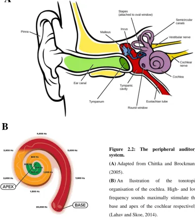 Figure 2.2: The peripheral auditory system. 