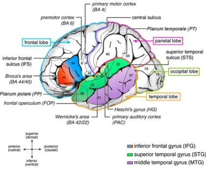 Figure 2.3: Anatomical details of the auditory processing network in the human cortex