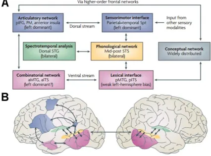 Figure 2.4: The dual-stream model of the functional anatomy of language. Original figure from Hickok and Poeppel (2007)