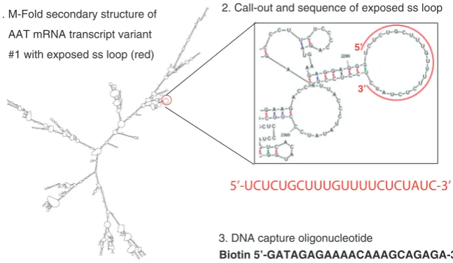 Figure 1. Design of AAT mRNA capture oligonucleotide. (1) Proposed secondary structure of AAT transcript variant 1 using M-fold, (2) anexposed single-stranded region (ss) located between bases 2283 and 2304 of transcript variant 1 is present in all variants, (3) sequence of DNAcapture oligonucleotide.