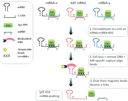 Figure 2. Strategy for single (AAT) mRNA:miRNA afﬁnity puriﬁcation. (1) Cells are treated with formaldehyde to cross-link miR-Ago-RISCcomplexes with mRNA