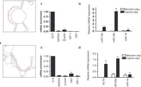 Figure 4. mRNA:miRNA isolation technique for (miR-19b and let-7b/miR-23b, but not of miR-16 in samples captured with transcript-speciﬁc capture or mismatch oligonucleotides