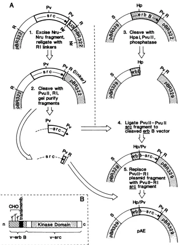FIG.1.fromC-terminalbyAlu321wasbehindorientationvectorpolypeptidedomain;sequences Construction of a chimeric v-erbBIsrc oncogene