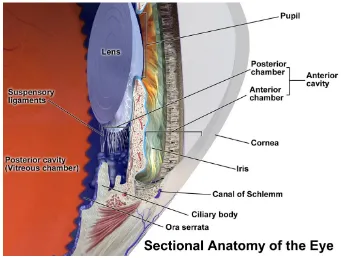 Figure 1-2: Sectional anatomy of the eye (Blausen gallery, 2014). 