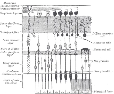 Figure 1-3: The different layers of human retina (adapted from Gray’s anatomy, 1918)  