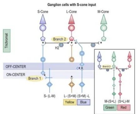 Figure 1-5: The Retinal circuits based on known anatomical connections. These circuits would give rise to signals matching the spectral signatures of human perception following addition of a third cone type