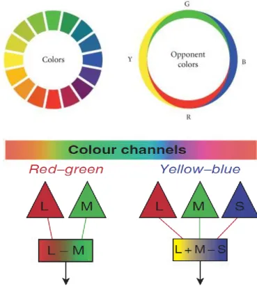 Figure 1-6: Hering's opponent colours schematic diagram. A diagrammatic representation of opponent colours theory