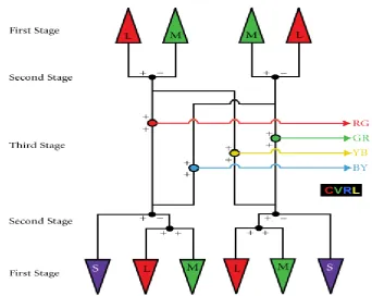 Figure 1-7: Schematic representation of Müller zone model.  First stage: L, M and S cone photoreceptors (top and bottom)