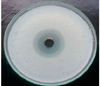 Figure 3.7 Antibacterial activity of pyocyanin against bacteria  