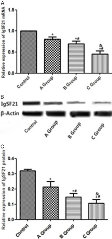 Figure 2. Changes in IgSF21 expression level in rats with DR. A: Levels of IgSF21 mRNA expression in different groups; B: Levels of IgSF21 protein expres-sions in different groups; C: Histogram regarding lev-els of IgSF21 protein expression in different gr