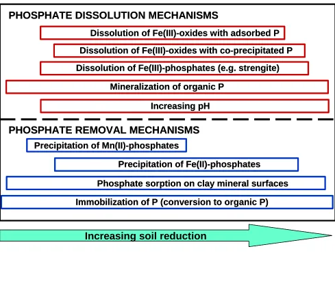 Figure 1.2:  Some mechanisms of phosphate dissolution and mechanisms of removal from soil solution that may occur during the reduction of an acid soil (based on Lindsay, 1979; Friedl et al., 1997; Stevenson, 1994; and Willet, 1985)