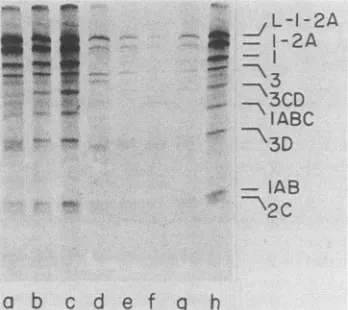 FIG. 6.resisthrougholigo(dG),productsAllindicated Sodium dodecyl sulfate-polyacrylamide gel electropho- patterns of translation products from hybridized RNA samples