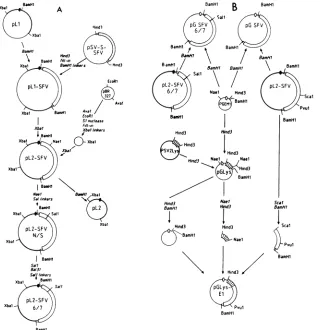 FIG. 1.(hatchedpSV-S-SFVsequences, Outline of the plasmid constructions for in vivo (A) and in vitro (B) expression studies