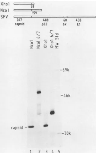 FIG. 4.ofthe the Diagram of the SFV polyprotein, indicating the sequence conserved and modified tetrapeptide thought to be involved in autoprotease activity of the capsid protein.