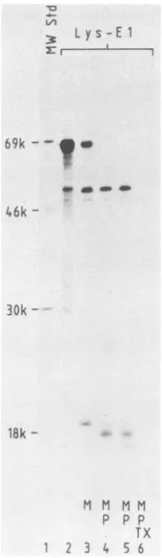 FIG. 5.below,involvementpeptide.cDNAlipidarealsosites,size Diagram of the hybrid protein constructed to study the of the capsid protease in the processing of the 6K The intact proteins encoded by the chicken lysozyme and the SFV 26S cDNA are shown as singl