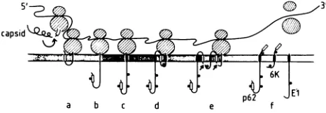 FIG. 8.agesDetails Summary of the various cotranslational protease cleav- which are required to generate the SFV structural proteins