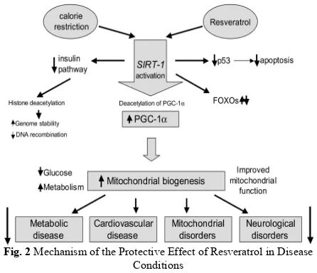 Fig. 2 Mechanism of the Protective Effect of Resveratrol in Disease  