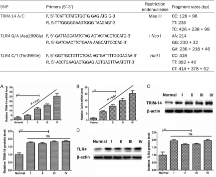 Table 2. Primer sequences and restriction endonucleases used for RFLP analysis and fragment sizes for identification of SNPs