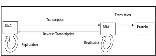 Fig. 1.  Central dogma process. One of biological DNA process  which is consists of a number of methods that are used as inspiration for design the new 