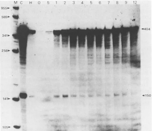 FIG. 8.EcoRIand5'-end-labeledanalyzed2,probeprobe;sisareEcoRIsystem).mRNA.hybridizationindicatedS1arearrowheadsrepresentation full-length (A) S1 nuclease mapping of transcripts encoded by B