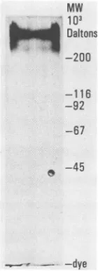 FIG.1.gradientwas(approximately Affinity purification of gp350.Partially purified gp350 chromatographed on an anti-gp350 column