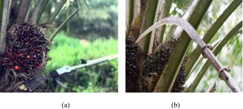 Figure 1.1(a) Chisel for young palm and (b) Sickle for tall palm 