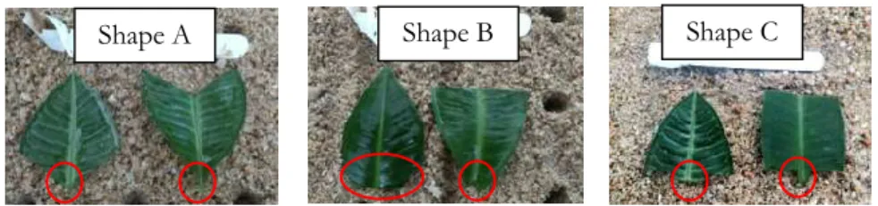 Fig. 1: Three different leaf cutting shapes of Labisia pumila 
