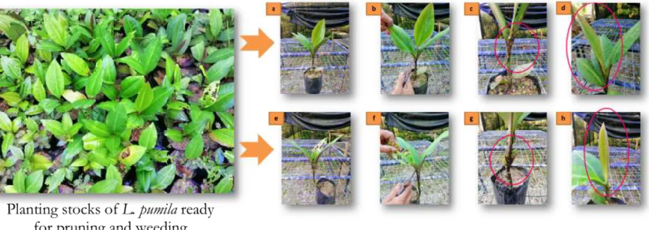 Fig. 2: Step involved in leaves pruning; full cut pruning technique, (a) planting stocks of L