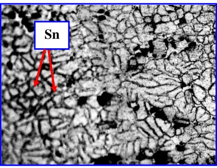 Fig. 3. Optical Micrographs of the Slowly Solidified of AL-15%Sn Alloy Shows Shape   of Tin in Solid Solution Matrix (Magnification 50X).