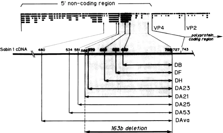 FIG. 2.rightFig.arrowheadsshown Viability of deletion mutants. The nucleotide sequence homology among genomes of various poliovirus serotypes is shown as in 1