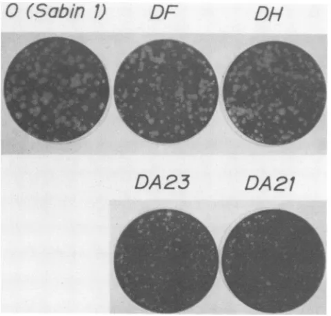 FIG. 4.anddaysAfter Plaques of deletion mutants displayed on AGMK cells. the virus infection, AGMK cells were cultured at 35.5°C for 3 under agarose overlays and stained as described in Materials Methods