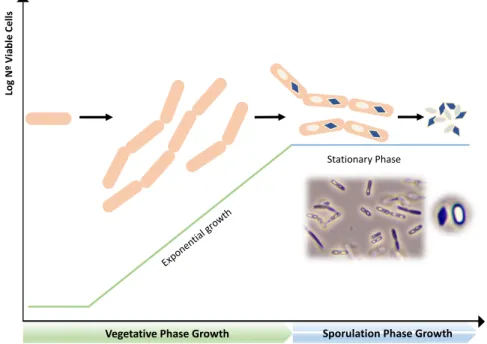 Figure  1.  Schematic  representation  of  the  life  cycle  of  Bacillus  thuringiensis