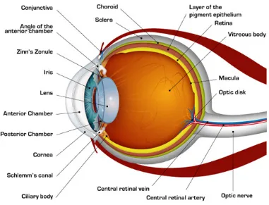 Figure 1.1. Schematic image of the human eye (reproduced from https://scienceeasylearning.wordpress.com/2015/05/27/structure-of-human-eye-and-its-working-and-defects-in-human-eye/) 