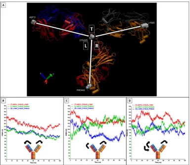 Figure 6. Movement analysis of the antibody Fabs and Fc fragments(Figure 6.. Movements of the angles shown in (A); These angle changes were measured through each of the three simulations as illustrated in (B) explicit; ( Movement analysis of the antibody F