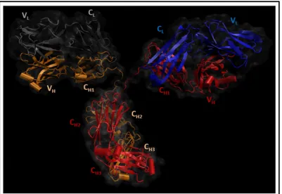 Figure 1.Figure 1. Antibody structure. Antibody structure. 