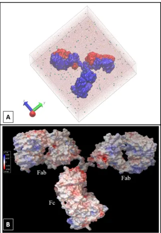 Figure 2. Antibody electrostatic potential and representation in primary simulation cell