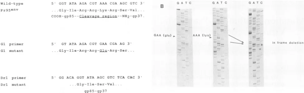 FIG. 1.carboxypeptidaseresiduebeenpolypeptidemutatedsequence (A) Protein sequence of the cleavage region in wild-type and mutant Pr95env polypeptides